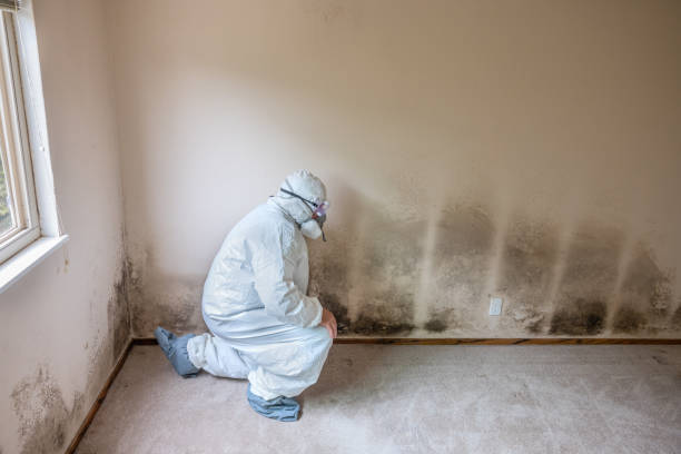 Mold Documentation for Insurance Claims in Hardin, MT